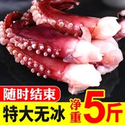 新鲜鱿鱼须5斤冷冻水产深海鲜八爪鱼脚大章鱼足火锅配菜半斤