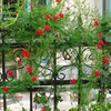 羽叶茑萝种子爬藤花卉种籽五角星花夏季易种阳台，盆栽爬墙室外庭院