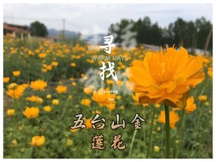 五台山文殊花金莲，花苗当年开花庭院，寺院观赏33.88元50颗