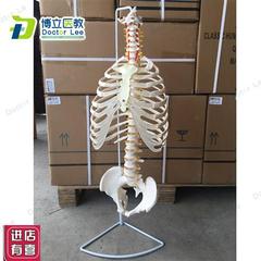 高档人体脊柱模型骨骼脊椎成人1 1C颈椎胸椎肋骨盆盆整骨胸骨肋骨