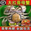 (野生红膏蟹)鲜活大青蟹海蟹母蟹红鲟肉蟹活蟹(满2斤)