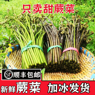 贵州嫩甜蕨菜新鲜野生野菜龙爪菜现摘撅菜蕨苔当季2斤5斤