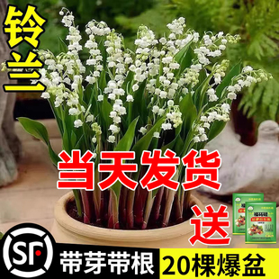 铃兰花苗盆栽耐寒植物，带花苞种球四季开室内外好养花卉绿植玲