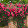 红色荷花蔷薇花苗爬藤植物，四季小花多头阳台庭院，花卉别墅爬墙植物