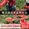 新疆8424西瓜种子种籽高产无籽麒麟甜冠水果蔬菜，大小四季播特大