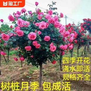 棒棒糖树桩月季特大苗嫁接玫瑰阳台庭院树状浓香四季开花卉多色