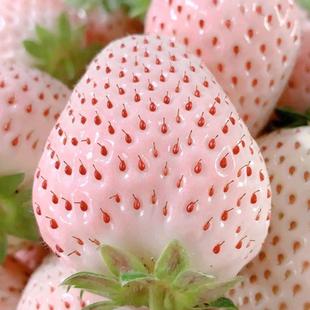 草莓苗奶油草莓 白雪公主草莓 室内盆栽白草莓大田高产高甜草莓苗