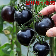 黑珍珠圣女果紫黑樱桃小番茄种子西红柿春播四季盆栽水果种孑籽苗
