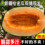 新疆哈密瓜新鲜水果，甜瓜整箱吐鲁番西州蜜10斤应当季现摘