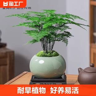 文竹盆栽植物室内办公室水培，客厅懒人小绿植，花卉大全盆景四季常青