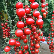 红圣女果种子樱桃小番茄高产蔬菜，西红柿种籽孑盆栽黄圣女(黄圣女)果蔬菜籽
