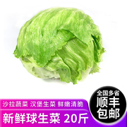 球生菜20斤新鲜蔬菜沙拉，食材西餐汉堡用圆生菜球型西生菜