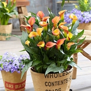 彩色马蹄莲成品带花种球盆栽，四季开花植物，室内阳台绿植花卉