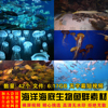 海洋海底世界生物珊瑚鱼水母鱼群高清无字幕短视频剪辑背景素材