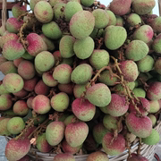 广东高州新鲜三月红酸荔枝5斤装现摘现发当季孕妇水果