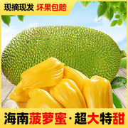 海南水果菠萝蜜10斤新鲜黄肉菠萝蜜水果当季水果25斤黄肉干苞靓果