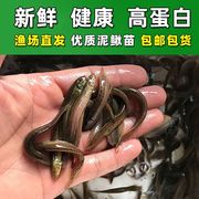 台湾泥鳅苗宠物鱼鳄龟饲料小泥鳅苗饵料活体淡水养殖泥鳅苗