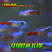草缸小型观赏鱼红绿灯鱼，热带小型群游南美淡水观赏鱼宝莲灯