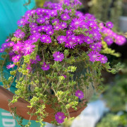 枝干番杏小兔子多肉植物群生多头，超大垂吊开花好养稀有萌肉肉盆栽