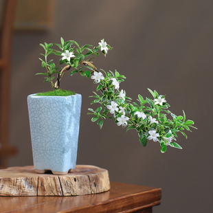 六月雪盆景迷你小植物，室内盆栽办公室绿植桌面，悬崖造型苗子树苗