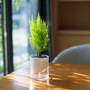 香松创意盆栽圣诞树耐阴绿植办公室内桌面摆件趣，味淡香水培好养活