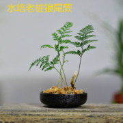 水培无土易养狼尾蕨拍室内耐荫绿植蕨类植物办公室，小型盆景盆栽