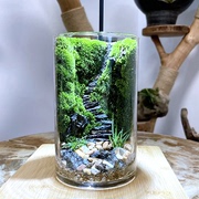 步步高升 生态瓶苔藓创意微景观学生作业diy手工造景绿植物办公室