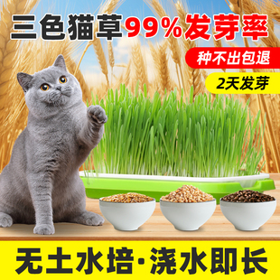 小麦粒发芽猫草种，种孑种籽麦芽糖大麦黑麦芽苗菜，种子育苗盘猫薄荷