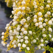 黄金喷泉粉霜绣线菊盆栽多年生灌木庭院花园花镜木本植物小手球