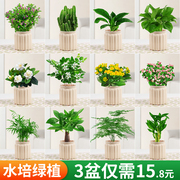 发财树盆栽绿萝箩桌面植物栀子花绿植花卉办公室内多肉水培好养活