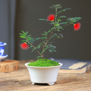 日本红花姬合欢网红好养阳台窗台花卉微景观迷你桌面盆栽小植物苗