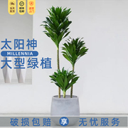 太阳神盆栽密叶朱蕉龙血树造型盆景北欧网红植物室内客厅大型绿植