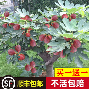 无花果树果苗四季种植波姬红无花果苗特大果盆栽地栽南方北方种植