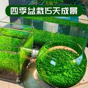 水草种子水草泥生态家用创意，鱼缸玻璃瓶水培，植物四季造景鱼缸小型