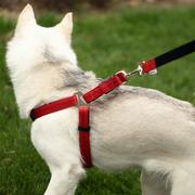 z.狗狗牵引绳中型犬大型犬胸背带金毛背带拉布拉多狗链狗绳大型狗