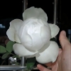 伊芙婚礼之路月季多季开大花浓香花苗纯白色，玫瑰盆栽阳台观花植物