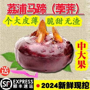 广西特产新鲜荔浦马蹄荸荠地栗地梨水果蔬菜大脆红马蹄果中大