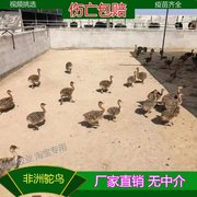 非洲鸵鸟脱温幼苗活体一对澳洲鸵鸟活苗养殖鸸鹋幼崽养殖技术