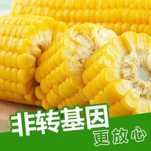 正宗东北黄糯玉米，段低脂(段低脂)甜玉米真空零食出口转内销