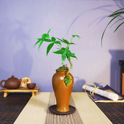 发财树盆景微景观室内小盆栽，中式禅意桌面绿植办公桌茶室植物摆件