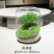 定制生命之树创意桌面苔藓微景观成品盆景好养鲜活绿植生态瓶盆栽