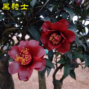 黑骑士茶花盆栽树苗花色紫黑红丝绸质感袖珍带花苞名贵品种