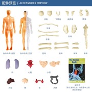 初中生物人体结构骨骼架模型器官脏解剖3d医学可拆卸拼装儿童玩具