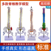 人体骨架腰椎11仿真脊柱解剖可弯曲医学神经骨骼教学脊椎骨模型