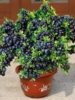 蓝莓树果苗阳台四季盆栽，果树苗特大蓝莓，苗南北方室外种植当年结果