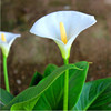 国产马蹄莲白色盆栽阳台实物照片办公室开花植物室内