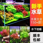 水草植物阴性前景趴地日本矮珍珠，水下叶紫红(叶紫红，)丁香宫廷鱼缸造景水草