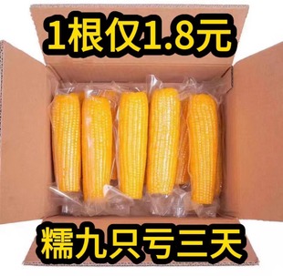 正宗东北黄糯玉米新鲜玉米10根真空包装产地非转基因即食粘玉