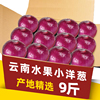 2024云南水果小洋葱10斤装甜味生吃5紫皮圆葱头蔬菜新鲜农家