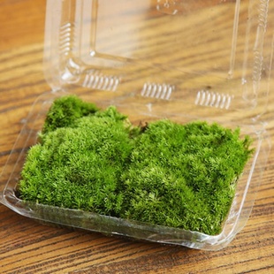 鲜活苔藓青苔苔藓，微景观植物生态瓶现采新鲜活绿植草皮草坪